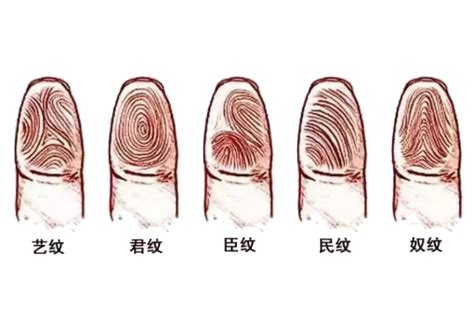 手指螺旋紋|手指螺紋有講究